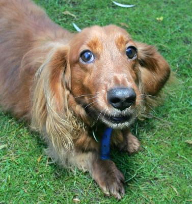 Molly
Anahtar kelimeler: Molly long hair daschund dog Lucies Farm dog boarding dog kennel