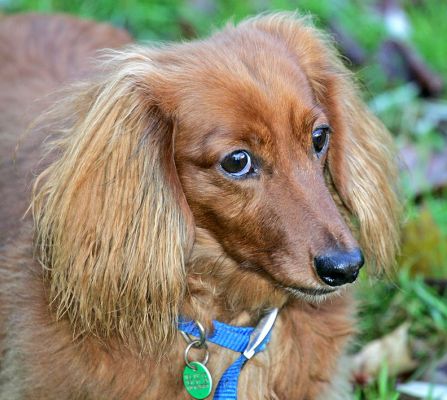 Molly
الكلمات الإستدلالية(لتسهيل البحث): Molly long hair daschund dog hotel dog boarding Lucies Farm dog kennel