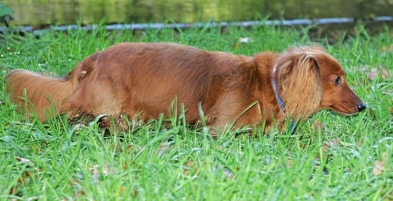 Molly
Prowling in the longer grass by the stable.
Keywords: Molly tall grass long hair daschund dog Lucies Farm dog kennel dog boarding