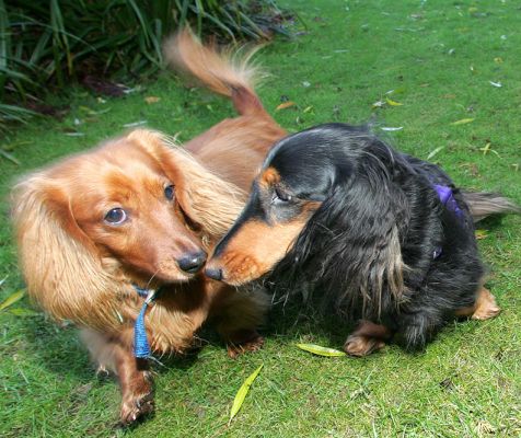 Molly and Whistler
Nose to nose.  So that Whistler won't injure herself, we kept her on a lead (removed in this photograph with Photoshop).
Ključne besede: Molly Whistler nose to nose long hair daschund dog kennel dog boarding Lucies Farm