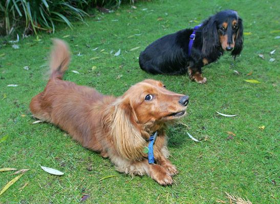 Molly and Whistler
Molly playing while Whistler is doing a "hang dog" look.
Keywords: Molly Whistler long hair daschund dogs kennel boarding Lucies Farm