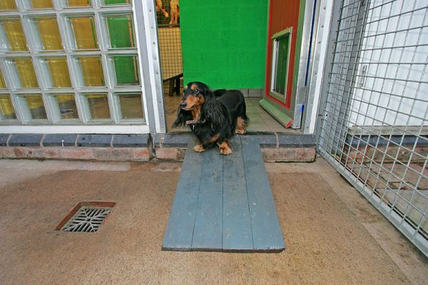 Whistler On Her Ramp
This ramp goes from the inside of Whistler's and Molly's suite to the exterior patio.
Palabras clave: Whistler Molly ramp long hair daschund dog suite dog kennel dog boarding Lucies Farm