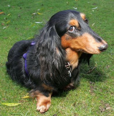 Whistler
She was happy and fine until I raised the camera --- then, almost on cue, she did her "sad eye" look.
Ключевые слова: Whistler long hair daschund dog