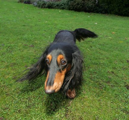 Whistler
Słowa kluczowe: Whistler long hair daschund dog nose kennel Lucies Farm dog boarding