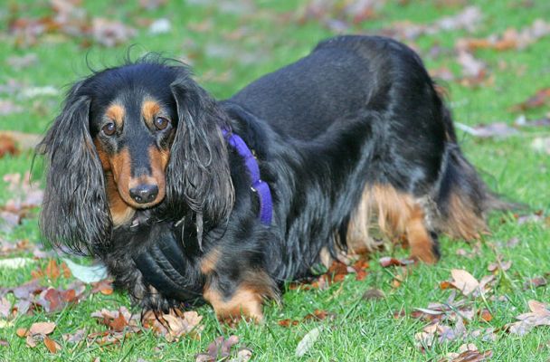 Whistler
Keywords: Whistler long hair daschund Lucies Farm dog hotel dog boarding dog resort