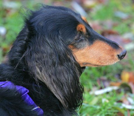 Whistler
Trefwoorden: Whistler long hair daschund Lucies Farm dog resort dog kennel dog boarding
