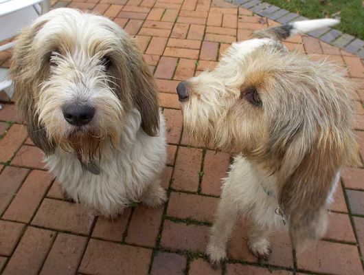 Alfie & Libbie waiting for the next spoonful of peanut butter
Anahtar kelimeler: Alfie Libbie Libby Grand Vendeen French Bassett peanut butter