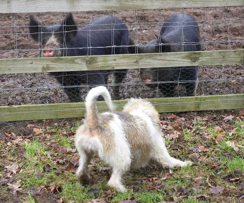 Libbie getting excited, Berkshire pigs above it all!!
Klíčová slova: Libbie Libby Grand Vendeen French Bassett Berkshire pigs excited