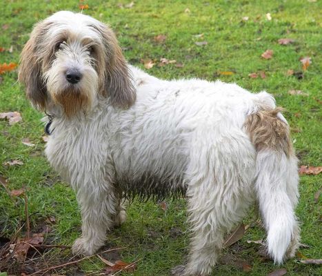 Alfie looking very regal
Anahtar kelimeler: Alfie Grand Vendeen French Bassett regal