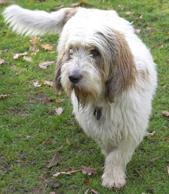 Alfie
Ключови думи: Alfie Grand Vendeen French Bassett