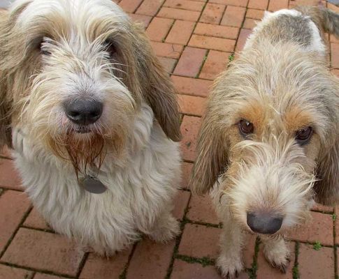 Alfie & Libbie looking as cute as all gitgo
Palabras Clave: Alfie Libbie Libby Grand Vendeen French Bassett cute
