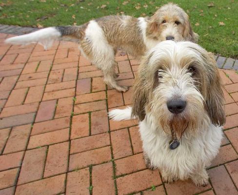 Alfie looking for peanut butter, Libbie ready for play
Trefwoorden: Alfie Libbie Libby peanut butter Grand Vendeen French Bassett