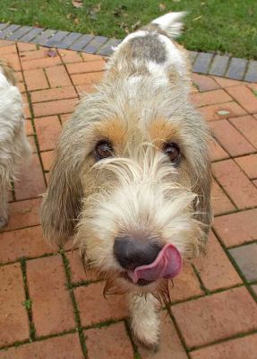 Libbie and that face that goes straight to the heart
Ključne besede: Libbie Libby Grand Vendeen French Bassett heart face