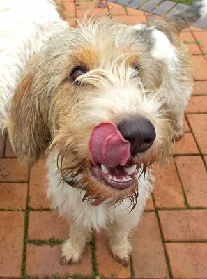 Libbie just loving that peanut butter
Keywords: Libbie Libby Grand Vendeen French Bassett peanut butter