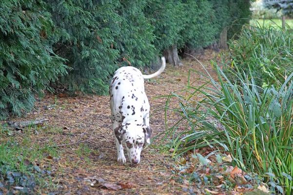 Cookie checking out all those smells
Mots-clés: Cooke Dalmatian smells