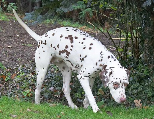 Cookie finding a particularly good smell
Keywords: Cookie Dalmatian good smell