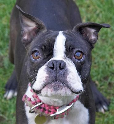 Cavi - good eye contact
Ключевые слова: Cavi Calvi Boston Terrier