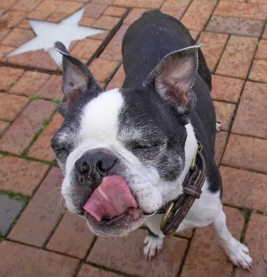 Mugsy just loving peanut butter
Keywords: Mugsy Boston Terrier peanut butter