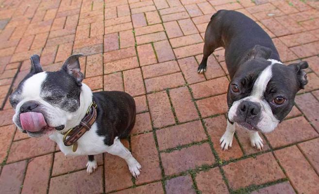 Mugsy & Cavi enjoying their peanut butter afternoon
Palabras clave: Mugsy Cavi Calvi Boston Terrier peanut butter tongue