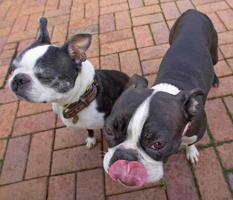 Mugsy & Cavi
Anahtar kelimeler: Mugsy Cavi Calvi Boston Terrier peanut butter tongue