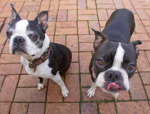 Mugsy & Cavi
Ключевые слова:  Mugsy Cavi Calvi Boston Terrier peanut butter tongue