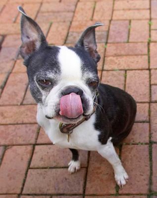 Mugsy getting every last bit of that peanut butter
Trefwoorden: Mugsy Boston Terrier peanut butter tongue