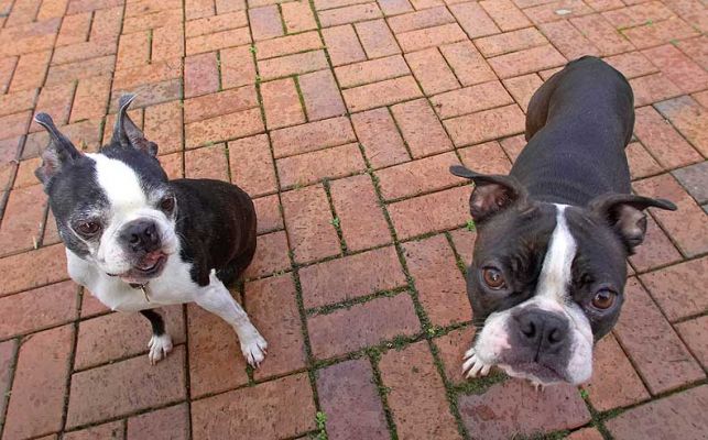 Mugsy & Cavi wanting more peanut butter
Ключові слова: Mugsy Cavi Calvi Boston Terrier peanut butter