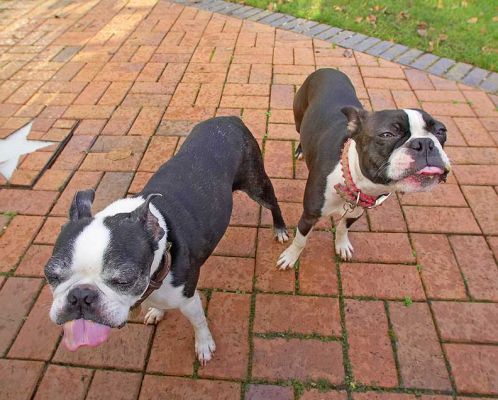 Mugsy & Cavi working on peanut butter
Keywords: Mugsy Cavi Boston Terriers tongues peanut butter
