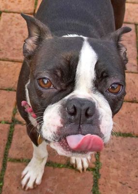 Cavi licking her chops
Anahtar kelimeler: Cavi Boston Terrier tongue