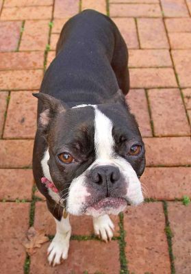 Please sir can I have more
Anahtar kelimeler: Cavi Boston Terrier peanut butter