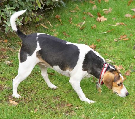 Cleo checking it out
Palabras clave: Cleo Bassett Hound Lucies Farm