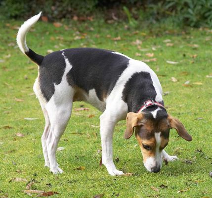 Cleo checking out a really good smell
Schlüsselwörter: Cleo Bassett Hound smell