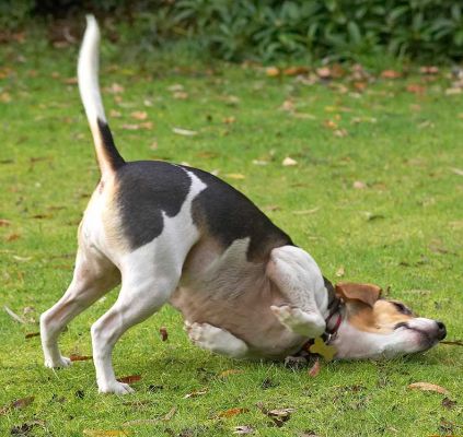 Yep, that smell is good enough to roll in!
Avainsanat: Cleo Bassett Hound smell