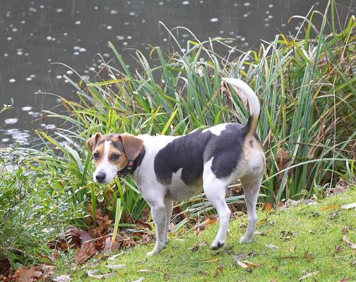 Cleo wondering whether she can go after the ducks
Keywords: Cleo Bassett Hound water pond ducks
