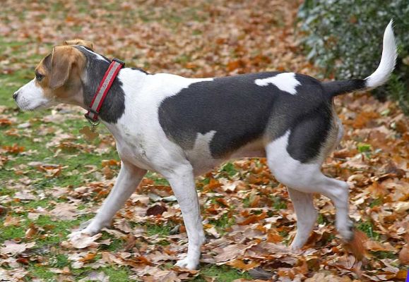 Cleo on a mission
Ключові слова: Cleo Bassett Hound