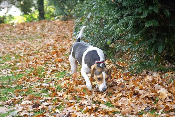 Cleo exploring the smells
Keywords: Cleo Bassett Hound smells