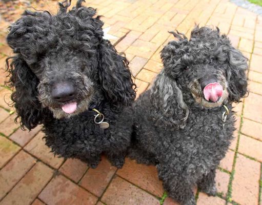 Bali & India at their peanut butter picnic
Keywords: Bali India Miniature poodles peanut butter picnic