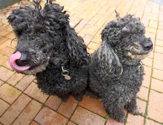 Bali & India in peanut butter heaven
Palabras clave: Bali India Miniature poodles peanut butter heaven