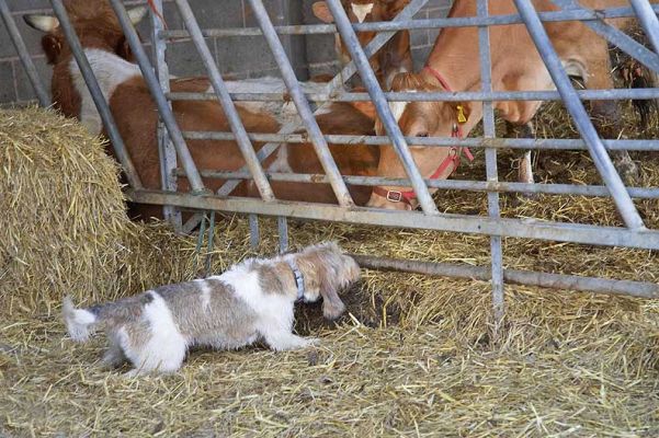 Libbie greeting Carole our Guernsey house cow
Trefwoorden: Libbie Libby Grand Vendeen French Bassett Guernsey cow