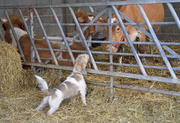 Libbie stretching up to meet Carole
Trefwoorden: Libbie Libby Grand Vendeen French Bassett Guernsey cow