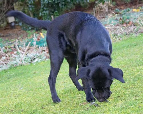 Slipper checking out those smells
Anahtar kelimeler: Slipper Black Labrador smells