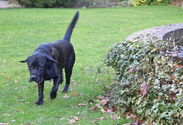Slipper on a mission
Trefwoorden: Slipper Black Labrador mission