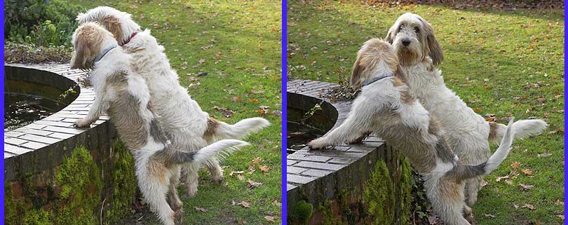Alfie & Libbie inspecting the fountain
Ključne besede: Alfie Libbie Libby Grand Vendeen French Bassett fountain