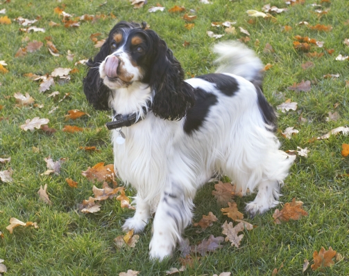 We gonna do something or wot?!
Schlüsselwörter: Cocker Spaniel Dog Dogs Play Playing Playtime Spaniels Stand Standing Tongue Ziggy