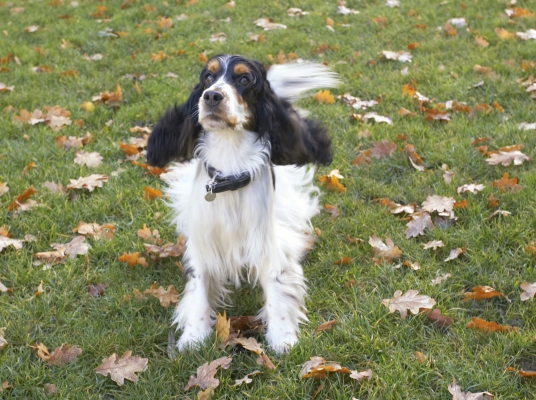 OK, I'm ready.......
Keywords: Cocker Spaniel Dog Dogs Play Playing Playtime Spaniels Stand Standing Ziggy