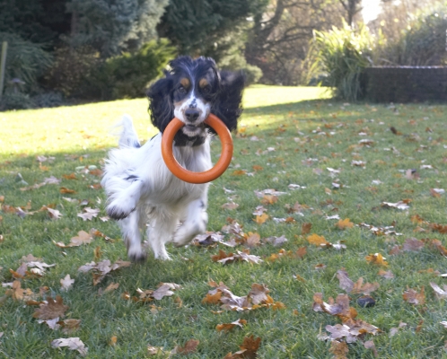 Whee, I'm flying
Ключові слова: Cocker Spaniel Dog Dogs Play Playing Playtime Run Running Spaniels Ziggy