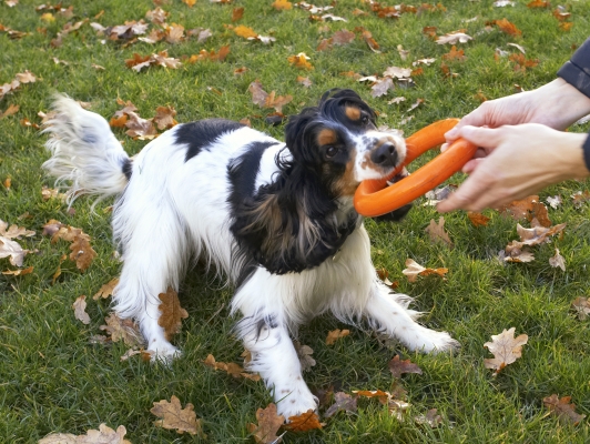 Go on, pull
Trefwoorden: Cocker Spaniel Dog Dogs Play Playing Playtime Spaniels Tug-o-war Ziggy