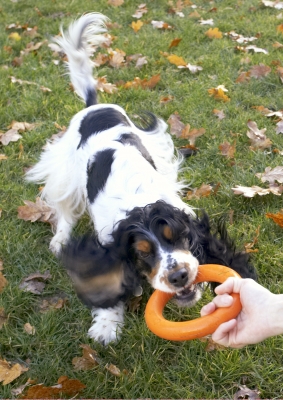 I'm not letting go
الكلمات الإستدلالية(لتسهيل البحث): Cocker Spaniel Dog Dogs Play Playing Playtime Spaniels Tug-o-war Ziggy