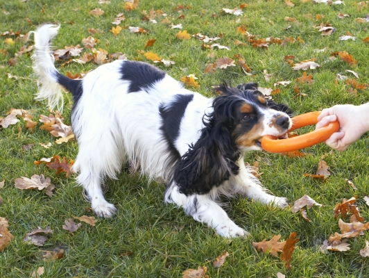 You're not winning, you know
Palabras clave: Cocker Spaniel Dog Dogs Play Playing Playtime Spaniels Tugo-war Ziggy