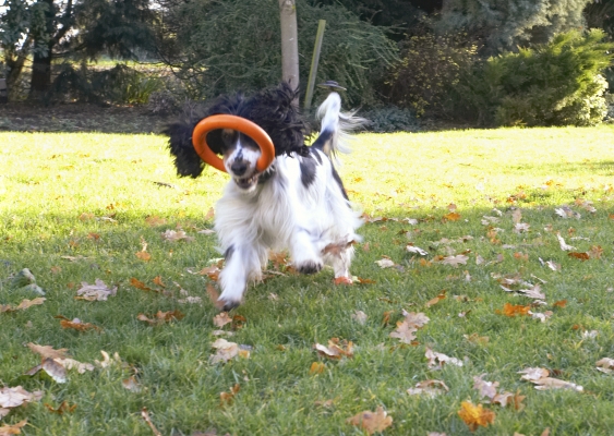 This is such good fun
Anahtar kelimeler: Cocker Spaniel Dog Dogs Play Playing Playtime Run Running Spaniels Ziggy